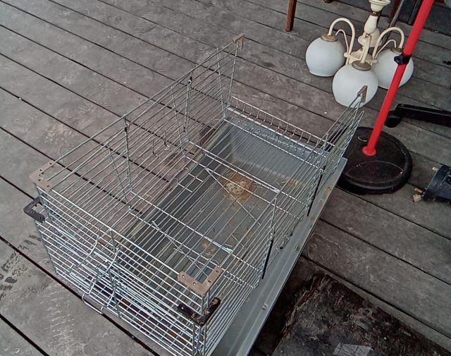 Narvelis graužikams