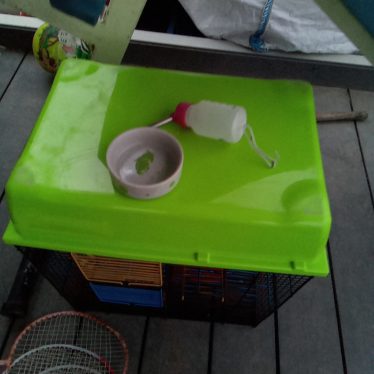 Narvelis graužikams