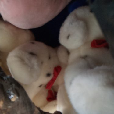 Pliušiniai žaislai