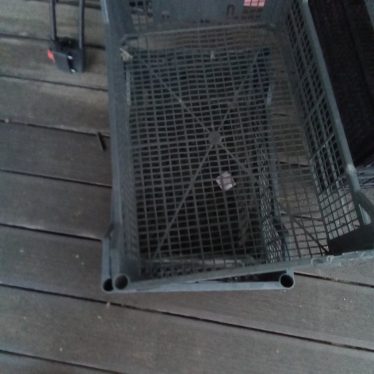 Plastmasės dėžutė