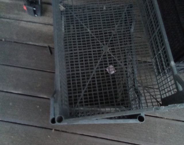 Plastmasės dėžutė