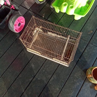 Narvelis graužikams