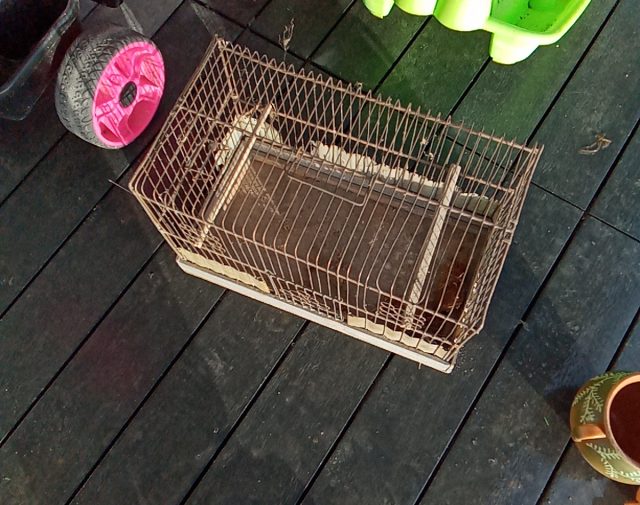 Narvelis graužikams