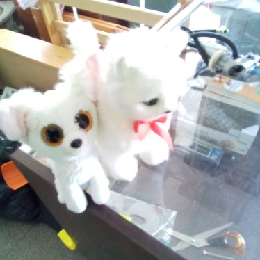 Šuniukas ir katinas