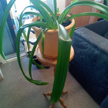 Gėlės stovas su gėle