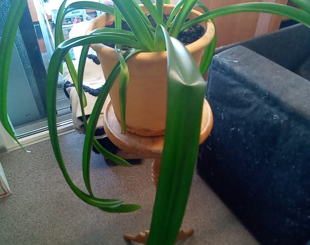 Gėlės stovas su gėle