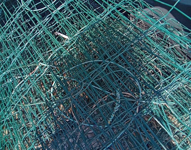 Vielinė tvorele