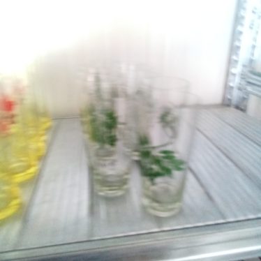 Stiklinės