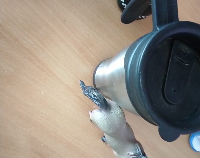 Termo puodelis